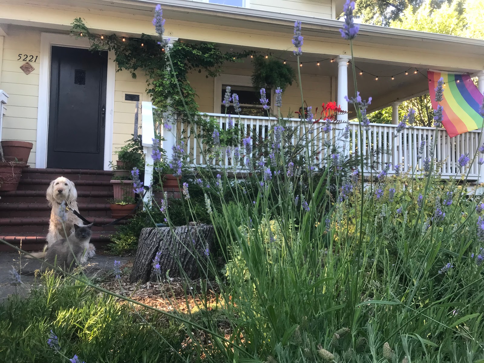Lavender Farm Preschool