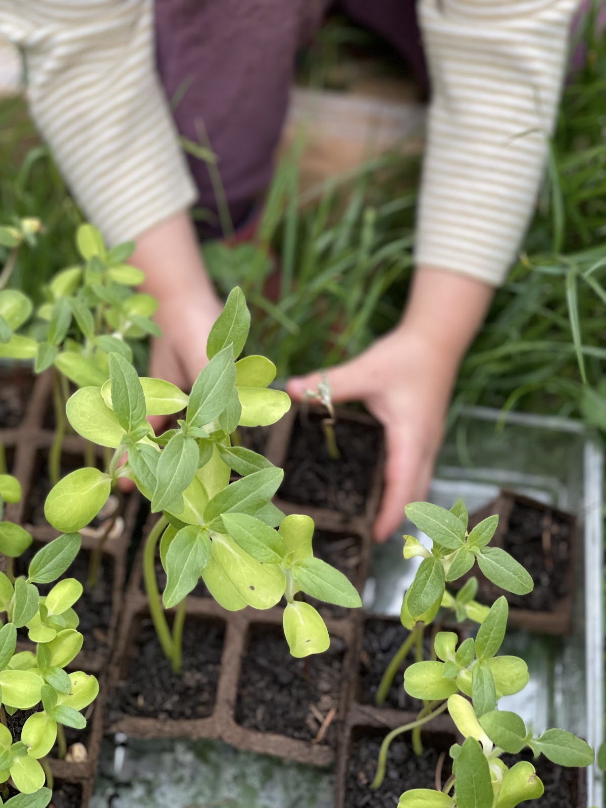 Sweet River Bamboo Preschool and Nursery | Monarch Tree Nursery Kinship