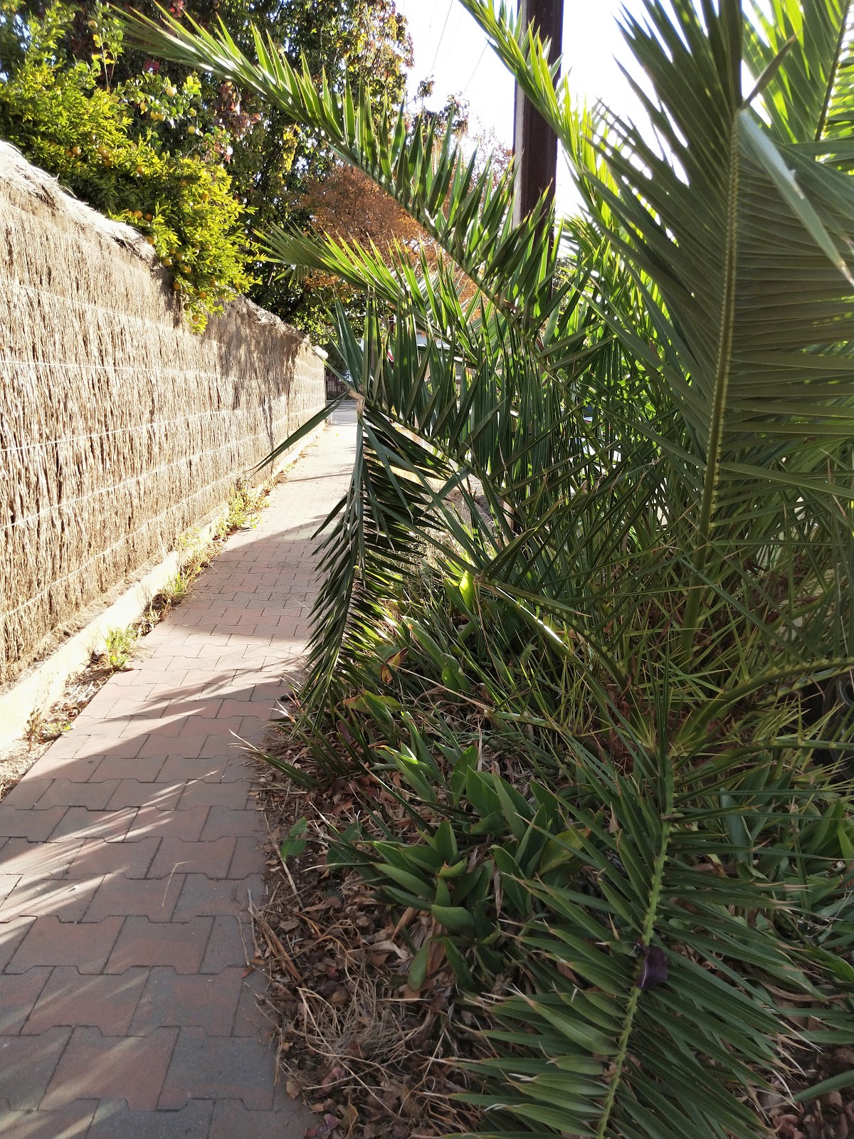 Photo 6