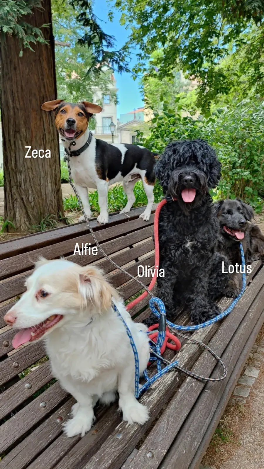 Dá-me Trela! Animais de Estimação
