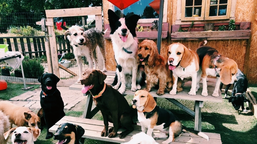 Creche Canina Barreiro