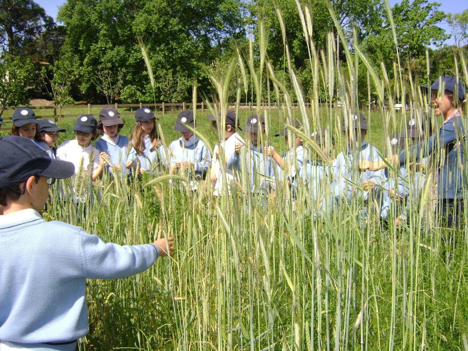 Preschool children in blue uniforms exploring a field of tall grass
