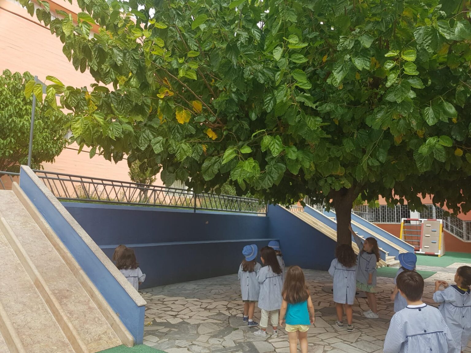 Preschool children playing under a tree in the school playground