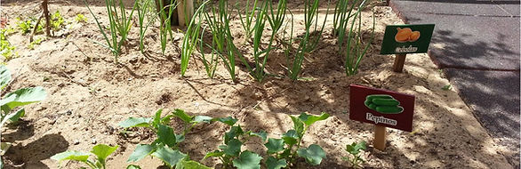 Preschool garden with young plants and labels in Portuguese