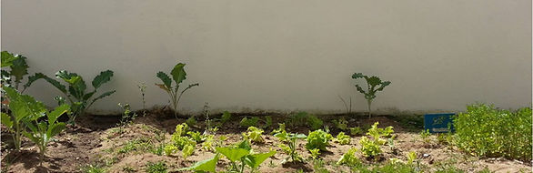Preschool garden with various plants