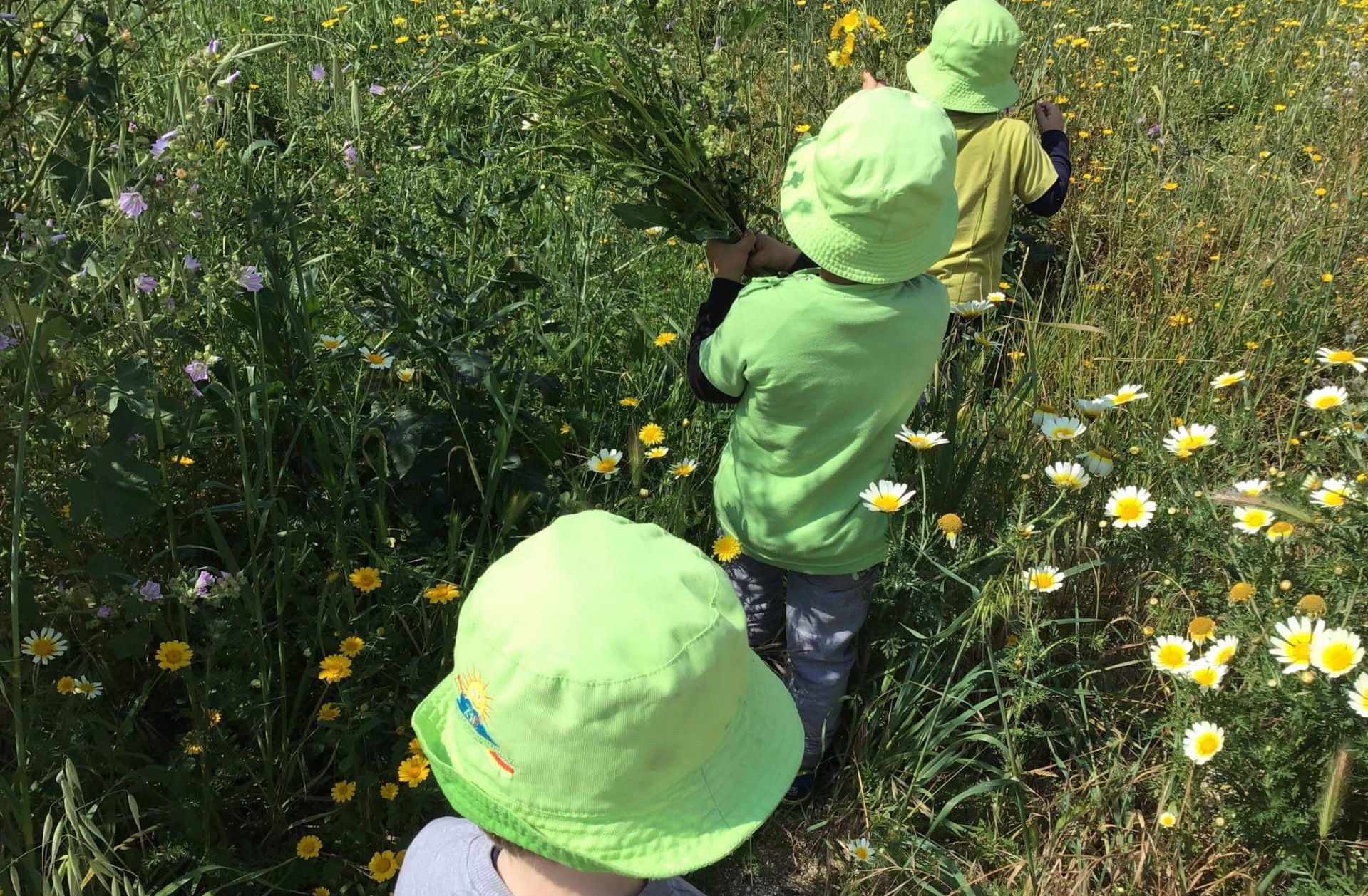 Preschool children picking flowers during outdoor nature class