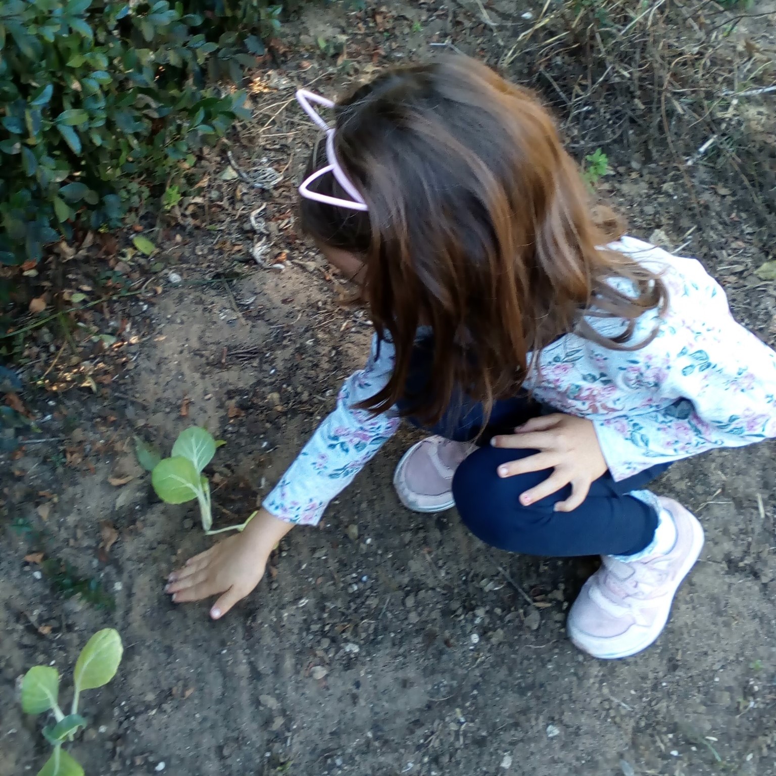 Preschool student tending to plants in a garden.