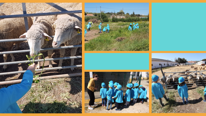 Preschool children on a field trip to a farm, interacting with sheep. Educational visit to a farm.