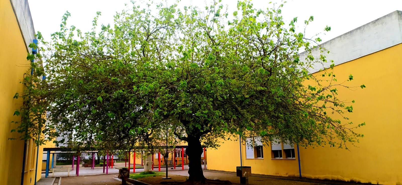 Large tree in the courtyard of Coimbra Sul School Group
