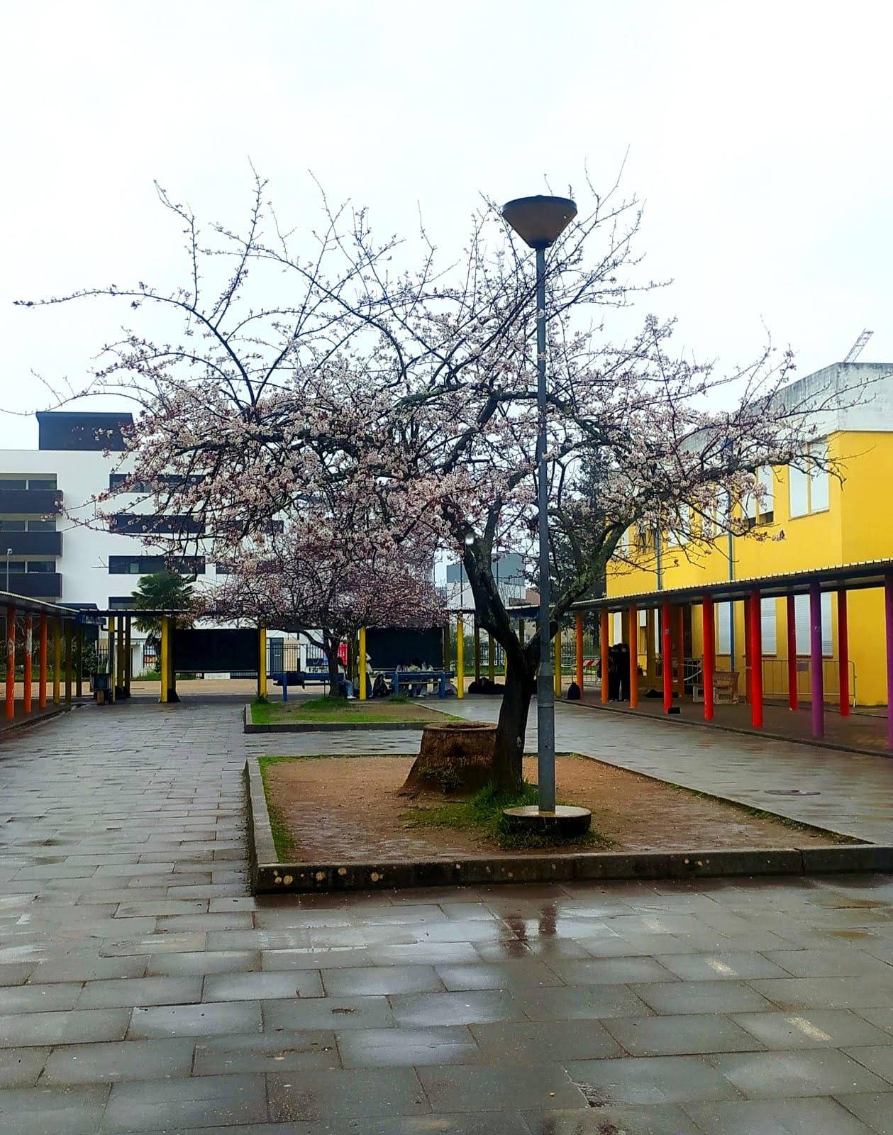 Coimbra Sul School Group playground with blooming tree