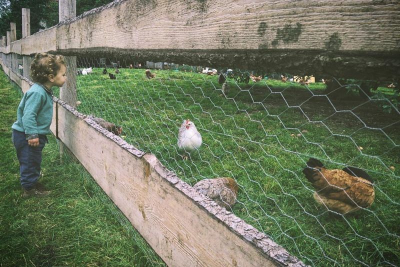 Toddler observing chickens through a fence at Quinta do Eucalipto preschool.
